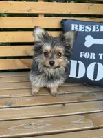 Opie, a male Pomeranian and Yorkshire Terrier for sale in Bonners Ferry, ID – 1 of 10