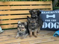 Bebe, a female Pomeranian and Yorkshire Terrier for sale in Bonners Ferry, ID – 7 of 9