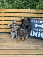 Opie, a male Pomeranian and Yorkshire Terrier for sale in Bonners Ferry, ID – 4 of 10