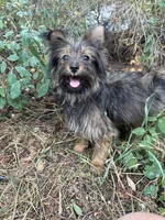 Andy, a male Pomeranian and Yorkshire Terrier for sale in Bonners Ferry, ID – 1 of 10