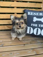 Opie, a male Pomeranian and Yorkshire Terrier for sale in Bonners Ferry, ID – 3 of 10