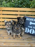 Bebe, a female Pomeranian and Yorkshire Terrier for sale in Bonners Ferry, ID – 4 of 9