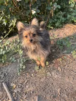 Opie/Riley, a male Pomeranian and Yorkshire Terrier for sale in Bonners Ferry, ID – 6 of 9