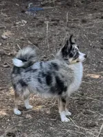 Patty, a female Australian Cattle Dog and Pomeranian for sale in Bonners Ferry, ID – 2 of 10