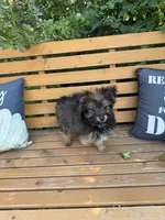 Andy, a male Yorkshire Terrier for sale in Bonners Ferry, ID – 5 of 10