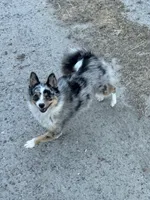 Patty, a female Australian Cattle Dog and Pomeranian for sale in Bonners Ferry, ID – 3 of 10