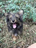 Andy, a male Pomeranian and Yorkshire Terrier for sale in Bonners Ferry, ID – 6 of 10