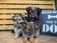 Andy, a male Yorkshire Terrier for sale in Bonners Ferry, ID – 9 of 10