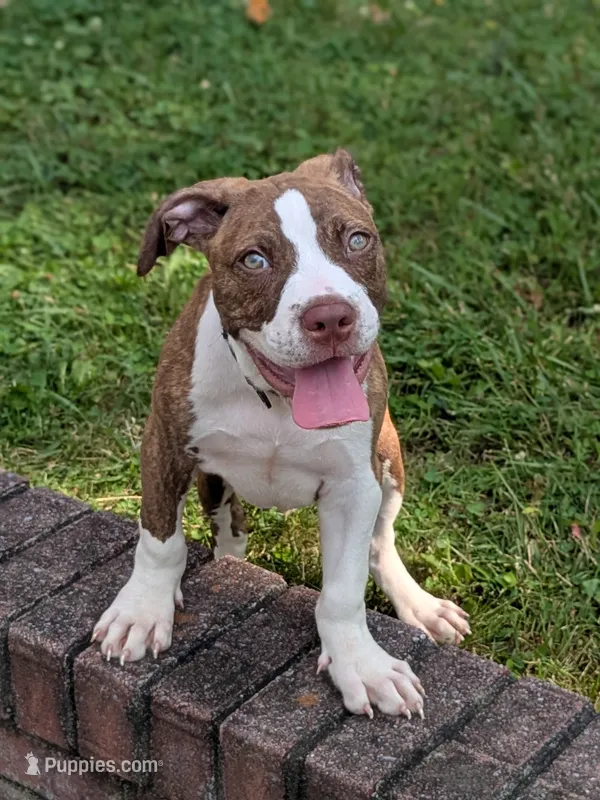Redman – American Pit Bull Terrier puppy for sale in Silver Spring, MD
