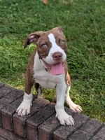 Redman, a male American Pit Bull Terrier for sale in Silver Spring, MD – 1 of 10