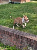 Redman, a male American Pit Bull Terrier for sale in Silver Spring, MD – 3 of 10