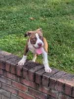 Redman, a male American Pit Bull Terrier for sale in Silver Spring, MD – 6 of 10