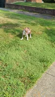 Redman, a male American Pit Bull Terrier for sale in Silver Spring, MD – 9 of 10
