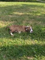 Redman, a male American Pit Bull Terrier for sale in Silver Spring, MD – 5 of 10