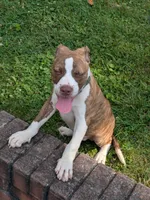 Redman, a male American Pit Bull Terrier for sale in Silver Spring, MD – 4 of 10