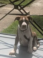 Redman, a male American Pit Bull Terrier for sale in Silver Spring, MD – 2 of 10