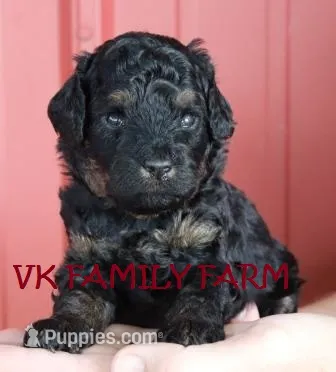 POPSICKLE - TRI COLOR MINI BERNEDOODLE – Miniature Bernedoodle puppy for sale in Martinsville, IN