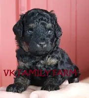 POPSICKLE - TRI COLOR MINI BERNEDOODLE, a male Miniature Bernedoodle for sale in Martinsville, IN – 1 of 3