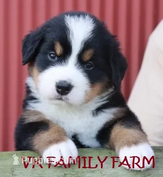 ST. THOMAS - BERNESE AKC  – Bernese Mountain Dog puppy for sale in Martinsville, IN