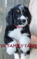 Audi - tricolor bernedoodle, a male Bernese Mountain Dog and Poodle - Standard  for sale in Martinsville, IN – 5 of 5