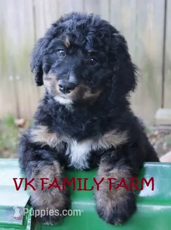 LEXUS - STANDARD TRICOLOR BERNEDOODLE – Bernedoodle puppy for sale in Martinsville, IN