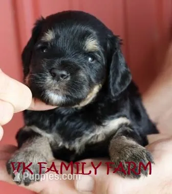 SUMMER - TRI COLOR MINI BERNEDOODLE – Miniature Bernedoodle puppy for sale in Martinsville, IN
