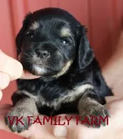 SUMMER - TRI COLOR MINI BERNEDOODLE, a female Miniature Bernedoodle for sale in Martinsville, IN – 1 of 3