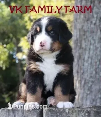 Jamaica - Bernese Mountain  – Bernese Mountain Dog puppy for sale in Martinsville, IN