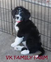 Audi - tricolor bernedoodle, a male Bernese Mountain Dog and Poodle - Standard  for sale in Martinsville, IN – 3 of 5