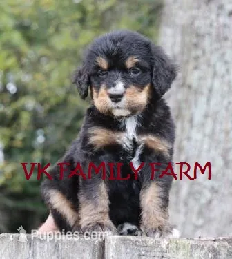 GENESIS - TRI COLOR STANDARD BERNEDOODLE – Bernese Mountain Dog, Poodle - Standard  puppy for sale in Martinsville, IN