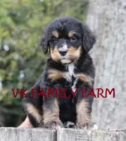 GENESIS - TRI COLOR STANDARD BERNEDOODLE, a male Bernese Mountain Dog and Poodle - Standard  for sale in Martinsville, IN – 3 of 3