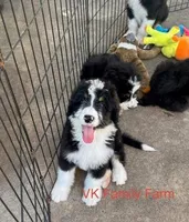 POP ROCKS, a female Bernedoodle for sale in Martinsville, IN – 2 of 4