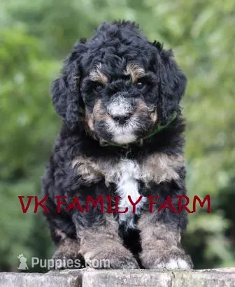 SPLASH - TRICOLOR MINI BERNEDOODLE – Miniature Bernedoodle puppy for sale in Martinsville, IN