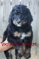 LEXUS - STANDARD TRICOLOR BERNEDOODLE, a female Bernedoodle for sale in Martinsville, IN – 3 of 3