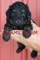 POPSICKLE - TRI COLOR MINI BERNEDOODLE, a male Miniature Bernedoodle for sale in Martinsville, IN – 2 of 3