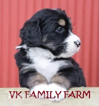 LOLLY POP  – Bernedoodle puppy for sale in Martinsville, IN