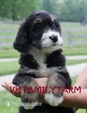 LOLLY POP  – Bernedoodle puppy for sale in Martinsville, IN