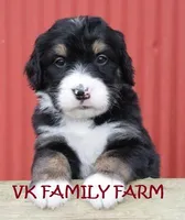 LOLLY POP , a female Bernedoodle for sale in Martinsville, IN – Photo 2 of 3