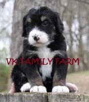 LOLLY POP , a female Bernedoodle for sale in Martinsville, IN – Photo 3 of 3