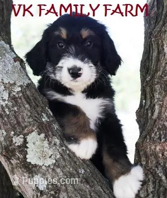 LOLLY POP  – Bernedoodle puppy for sale in Martinsville, IN