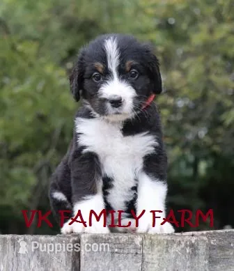 Audi - tricolor bernedoodle – Bernese Mountain Dog, Poodle - Standard  puppy for sale in Martinsville, IN