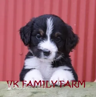 Audi - tricolor bernedoodle – Bernese Mountain Dog, Poodle - Standard  puppy for sale in Martinsville, IN