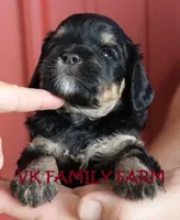 SUMMER - TRI COLOR MINI BERNEDOODLE, a female Miniature Bernedoodle for sale in Martinsville, IN – 2 of 3