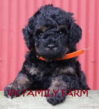 POPSICLE - TRI COLOR MINI BERNEDOODLE – Miniature Bernedoodle puppy for sale in Martinsville, IN