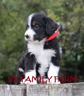 Audi - tricolor bernedoodle – Bernese Mountain Dog, Poodle - Standard  puppy for sale in Martinsville, IN