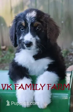 Audi - tricolor bernedoodle – Bernese Mountain Dog, Poodle - Standard  puppy for sale in Martinsville, IN