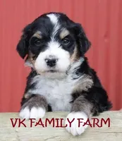 LAFFY TAFFY , a female Bernedoodle for sale in Martinsville, IN – Photo 3 of 3