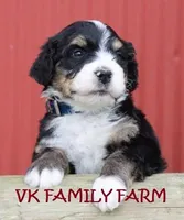 LAFFY TAFFY , a female Bernedoodle for sale in Martinsville, IN – Photo 1 of 3