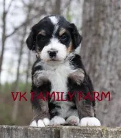 LAFFY TAFFY , a female Bernedoodle for sale in Martinsville, IN – Photo 2 of 3