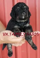 HOT DOG - TRI COLOR MINI BERNEDOODLE, a male Miniature Bernedoodle for sale in Martinsville, IN – 3 of 3